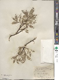 Salix barclayi image