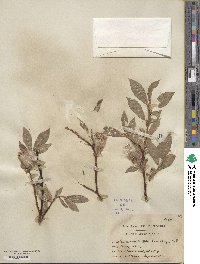 Salix barclayi image