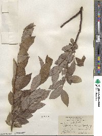 Salix barclayi image