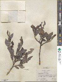 Salix barclayi image