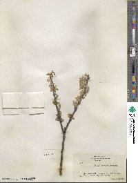 Salix barclayi image