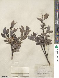 Salix barclayi image