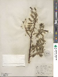 Salix barclayi image