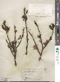 Salix barclayi image