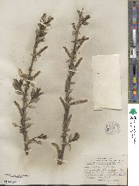 Salix barclayi image