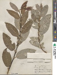 Salix barclayi image