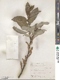 Salix barclayi image