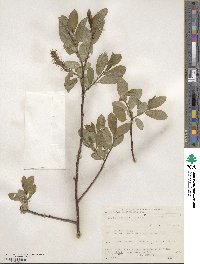 Salix barclayi image