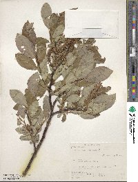 Salix barclayi image