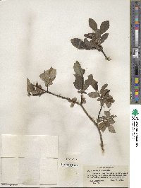 Salix barclayi image