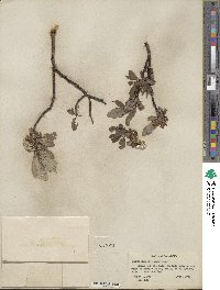 Salix barclayi image