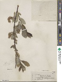 Salix barclayi image