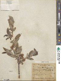 Salix barclayi image