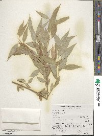 Salix barclayi image