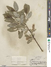 Salix barclayi image