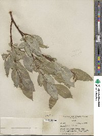 Salix barclayi image