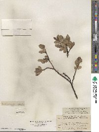 Salix barclayi image