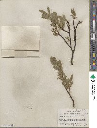 Salix barclayi image