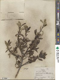 Salix barclayi image