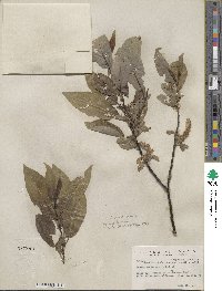 Salix barclayi image