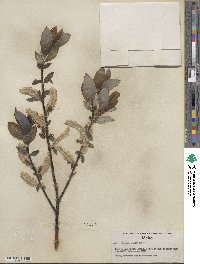 Salix barclayi image