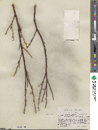 Salix barclayi image