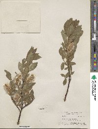 Salix barclayi image