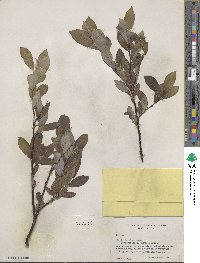 Salix barclayi image