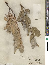 Salix barclayi image