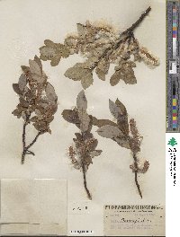 Salix barclayi image