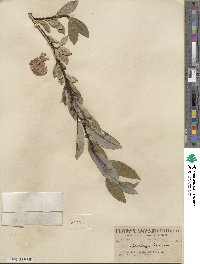 Salix barclayi image