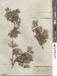 Salix barclayi image