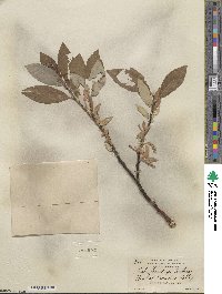 Salix barclayi image