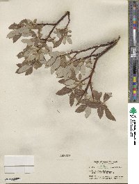 Salix barclayi image