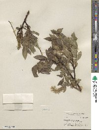 Salix barclayi image