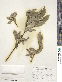 Salix barclayi image