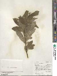 Salix barclayi image