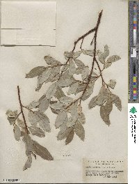 Salix barclayi image