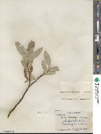 Salix barclayi image