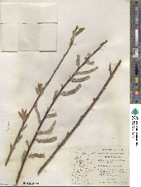 Salix barclayi image