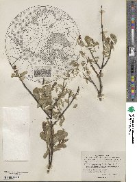 Salix barclayi image