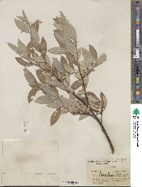 Salix barclayi image