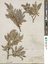 Salix barclayi image