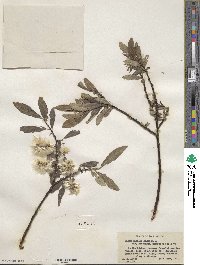 Salix barclayi var. hebecarpa image