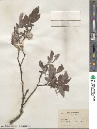 Salix barclayi image