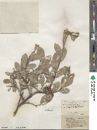 Salix barclayi image