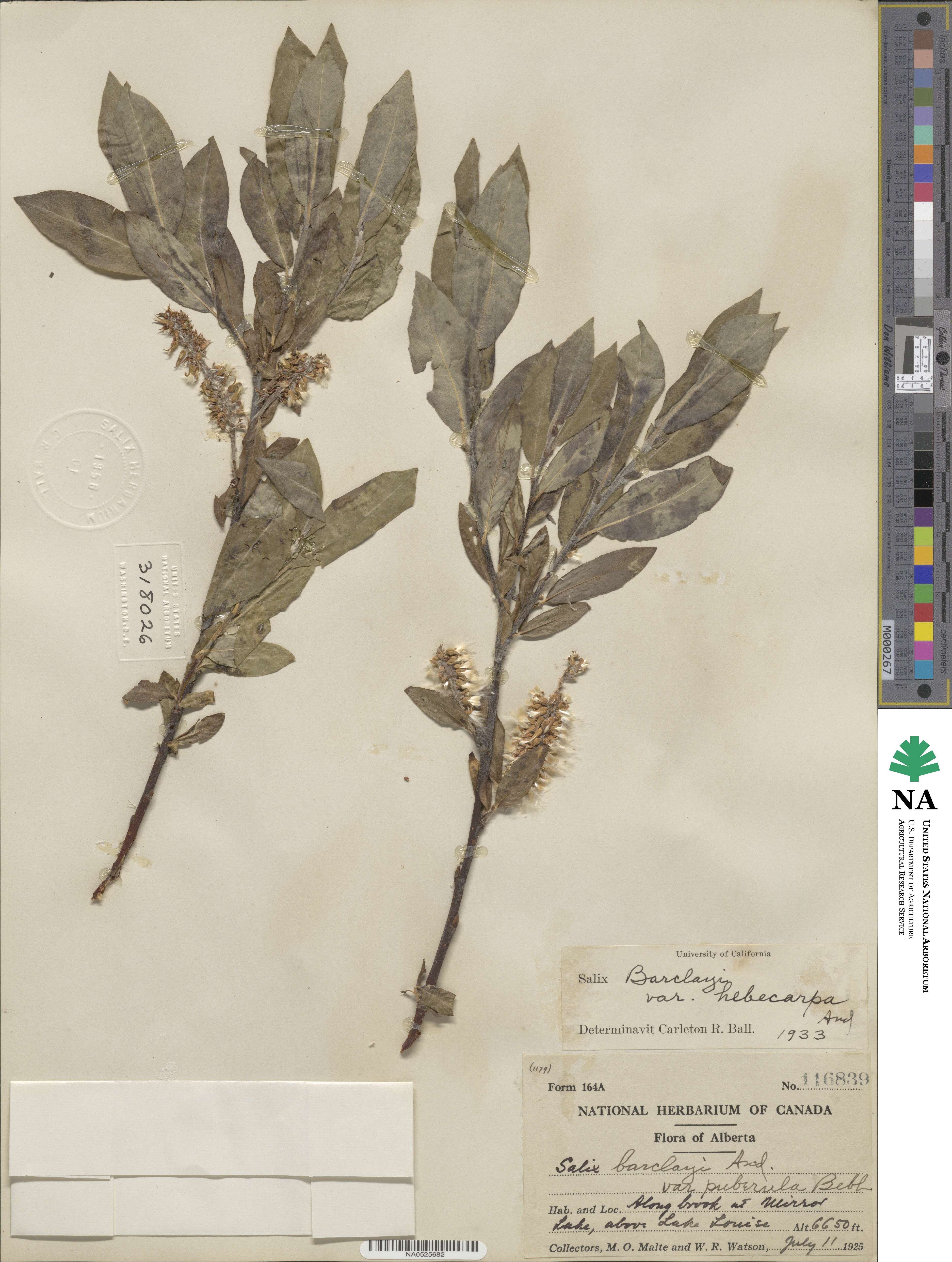 Salix barclayi var. hebecarpa image
