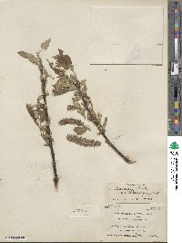 Salix barclayi image