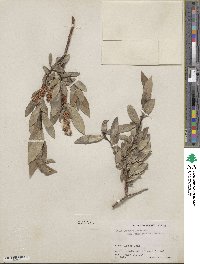 Salix barclayi image