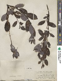 Salix barclayi image